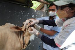 Pemkot Lakukan Pengecekan Kesehatan Hewan Kurban