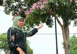 Keindahan Bunga Tabebuya Beru SuasanabJalanbAla Negeri Sakura