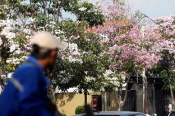 Wawali Armuji Ajak Warga Abadikan Tabebuya Bermekaran