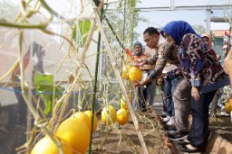Walikora Eri Panen Golden Melon dan Sagur Bersama Petani