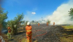 DKPP Surabaya Imbau Warga Tak Bakar Sampah dan Apaoun Sembarangan