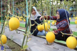 Antisipasi El Nino, Pemkot Surabaya Tanam 9 Bahan Pangan Pengganti Padi