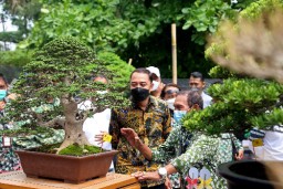 Pameran Bonsai Nasional Surabaya