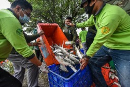DKPP Surabaya Bagikan Hasil Panen Bandeng Ke Warga MBR