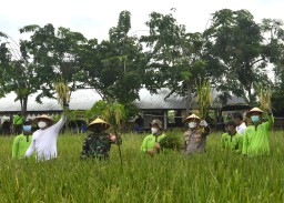 Wali Kota Eri Cahyadi Bersama Kelompok Tani Panen Raya Padi Seluas 2 Hektar