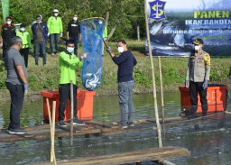 Eri Cahyadi Panen 1,25 Ton Ikan Bandeng di Mangrove Wonorejo