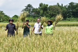 Petani Surabaya Panen 22,4 Ton Padi di Lahan Milik Pemkot