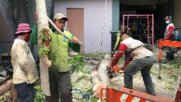 Pemkot Surabaya Olah Ranting Pohon Jadi Kursi Dan Bahan Bakar Listrik