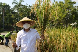 Wali kota Eri Panen 72 Kilogram Padi di Taman Surya sebagai Percontohan