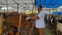 Pemkot Surabaya Periksa Hewan Kurban Pastikan Aman dari PMK dan LSD