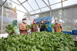 Panen Sayur Hidroponik di Kampung Juara Proklim KLHK