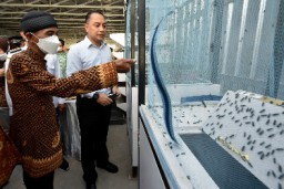 Warga Krembangan Surabaya Budidaya Maggot Lalat