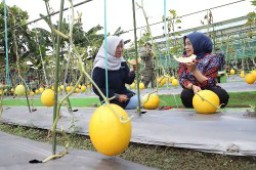 Pemkot Surabaya Budidaya Melon Emas