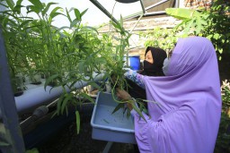 Pengembangan Urban Farming dan Diversifikasi Pangan