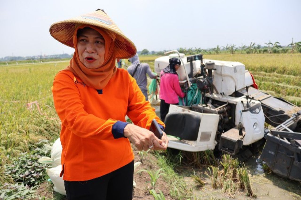 Jaga Ketahanan Pangan, Pemkot Surabaya Panen Padi bersama Poktan Sri Sedono