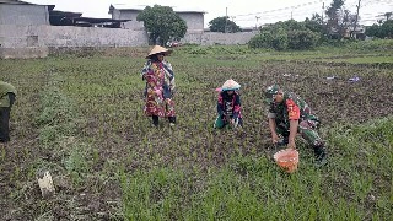 Kegiatan Pendampingan Babinsa Wringinanom, Bantu Petani Merawat Tanaman Padi