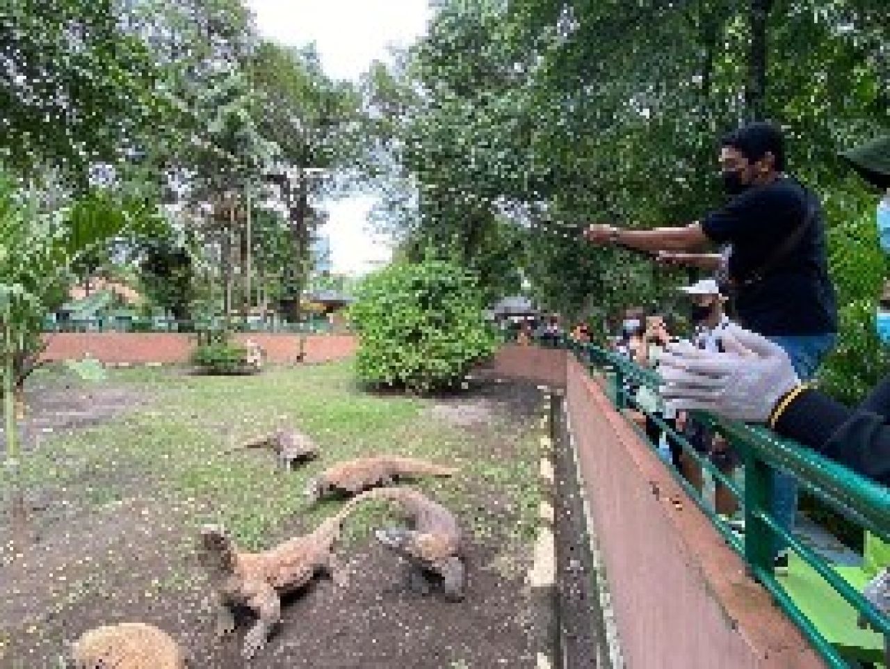 15 Ribu Wisatawan Kunjungi Kebun Binatang Surabaya