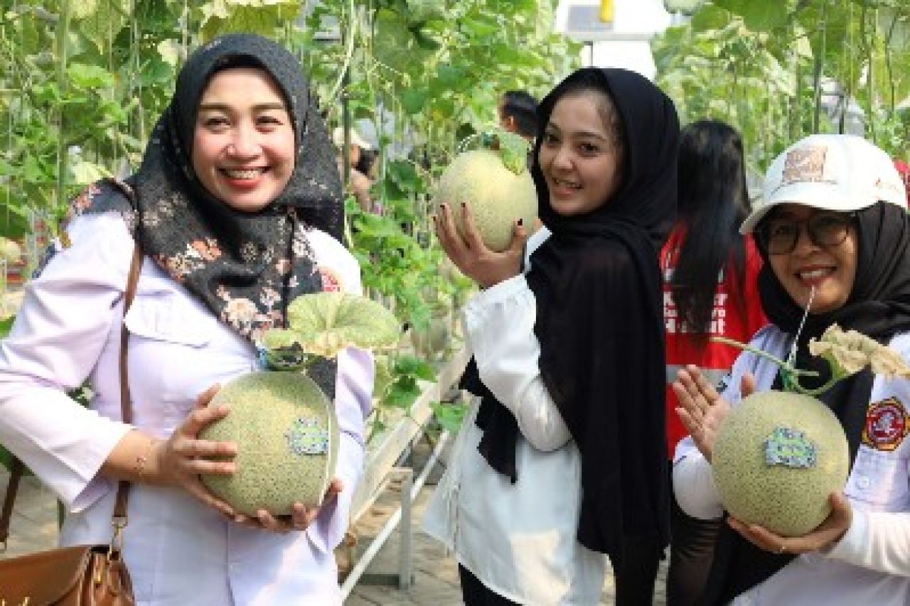 Panen .melon (Kominfo Surabaya)