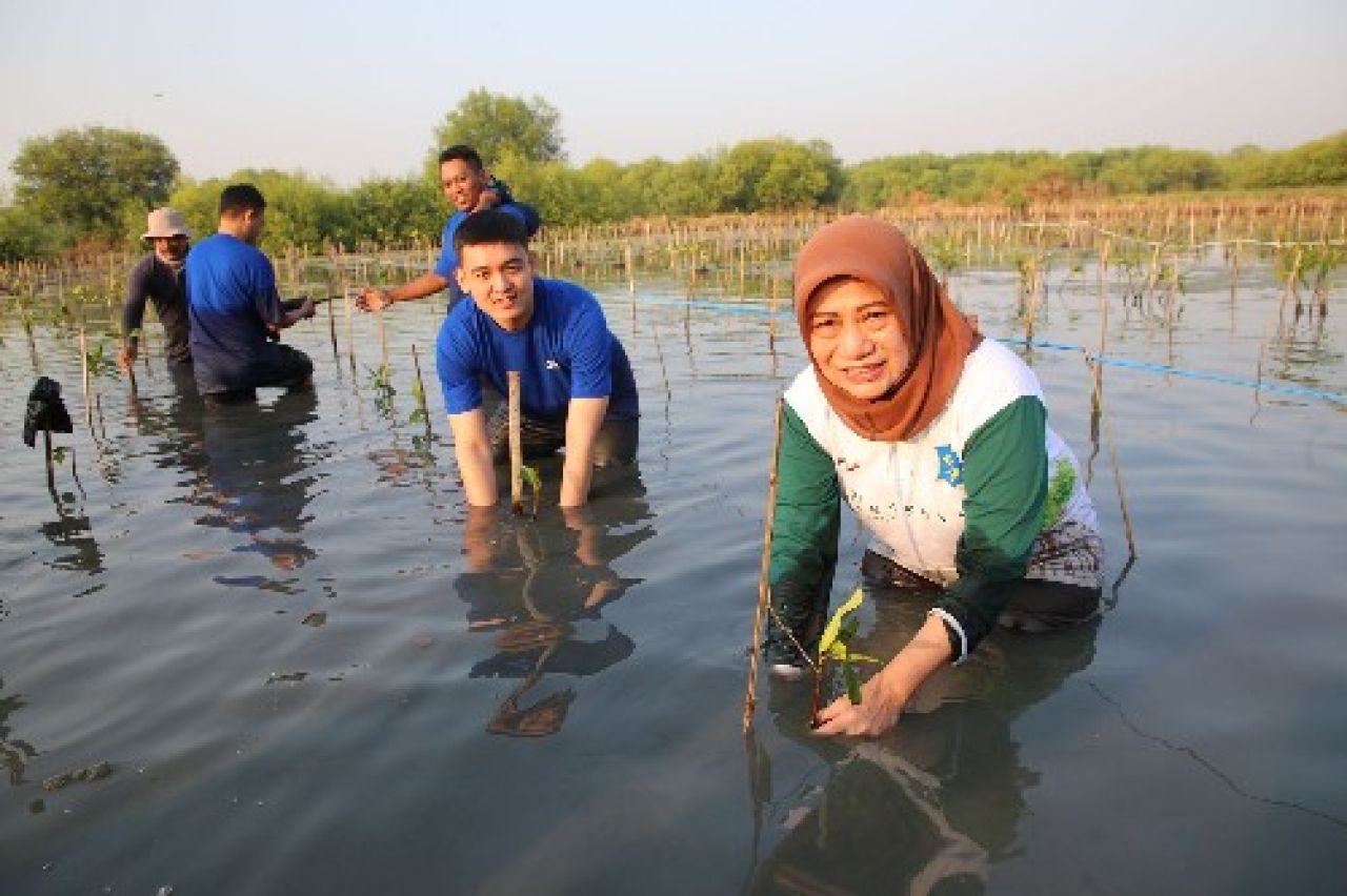 Tanam mangrove. (Kominfo Surabaya)