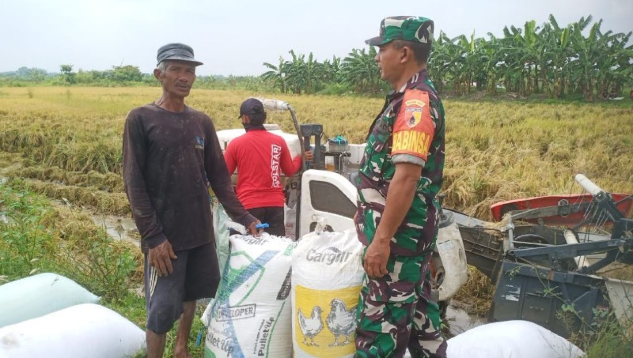 Babinsa Koramil 0817/10 Benjeng Dampingi Penyerapan Gabah Petani di Desa Bulurejo