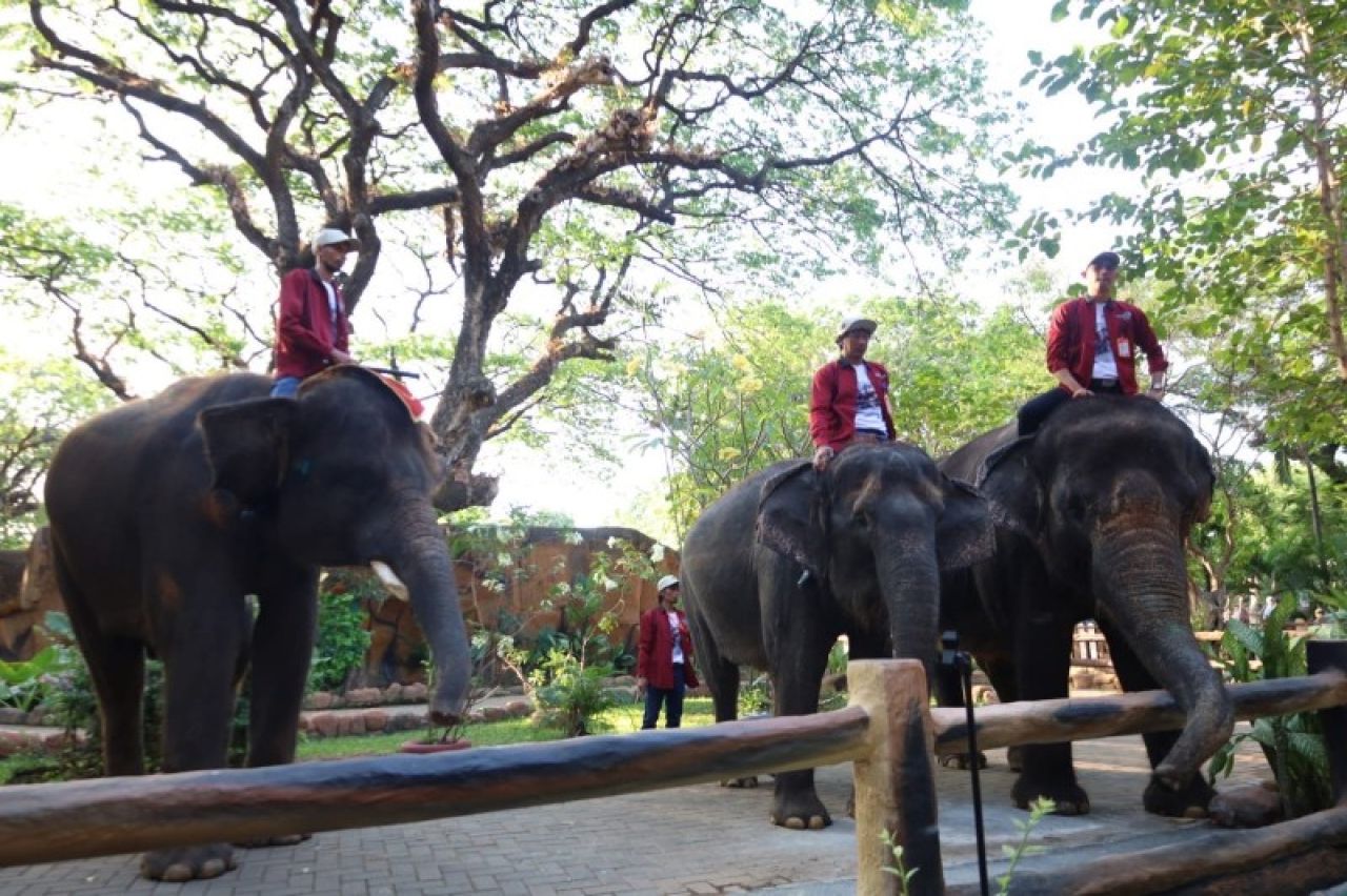 Perpanjangan Event dan Wahana Baru Jadi Andalan KBS Tarik Wisatawan Lebaran