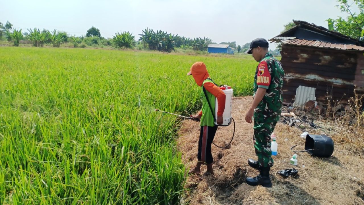 Babinsa Panceng Dampingi Petani Desa Siwalan, Tingkatkan Produksi Pangan