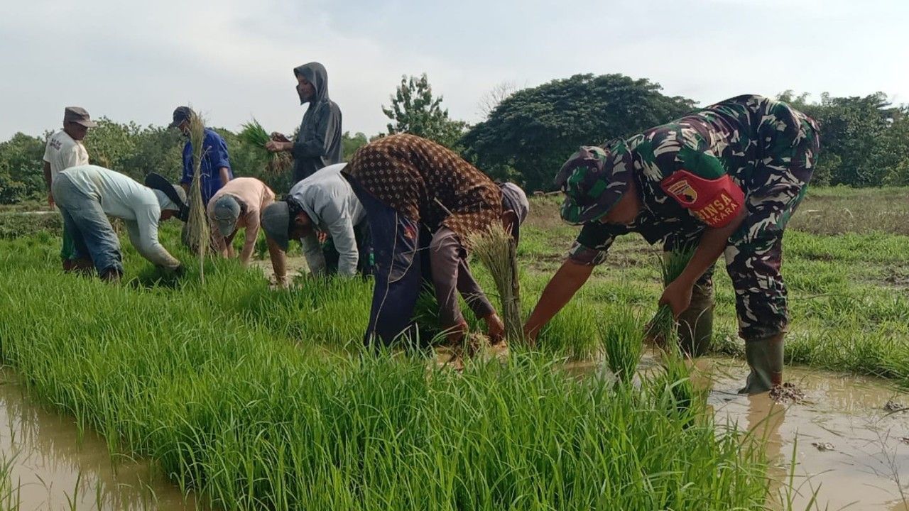 Babinsa Torjun Menyatu dengan Sawah: Serka Triman Bantu Petani Siapkan Bibit Padi