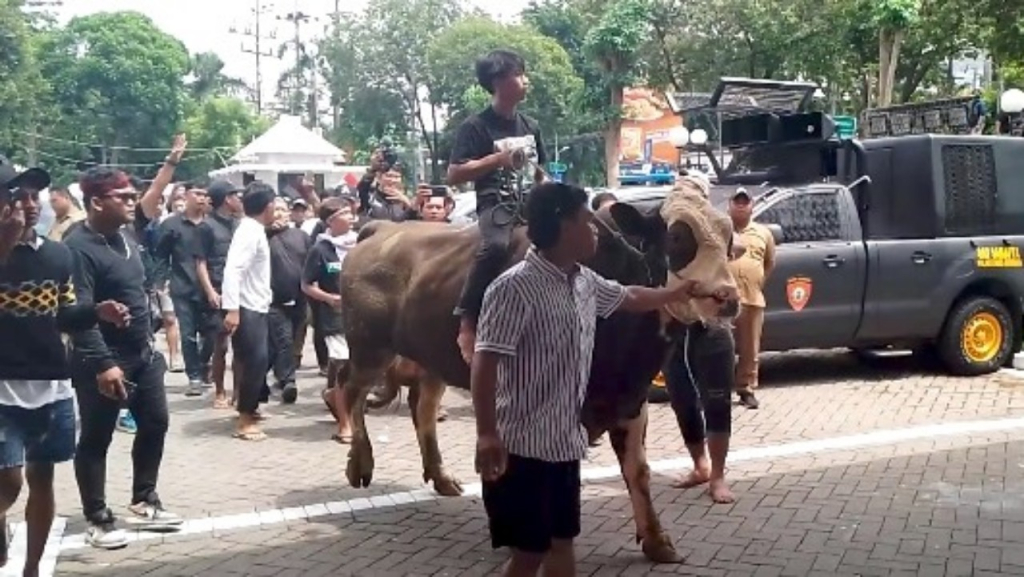 Ratusan massa aksi membawa masum sapi ke halaman DPRD Kota Surabaya. (Amar)