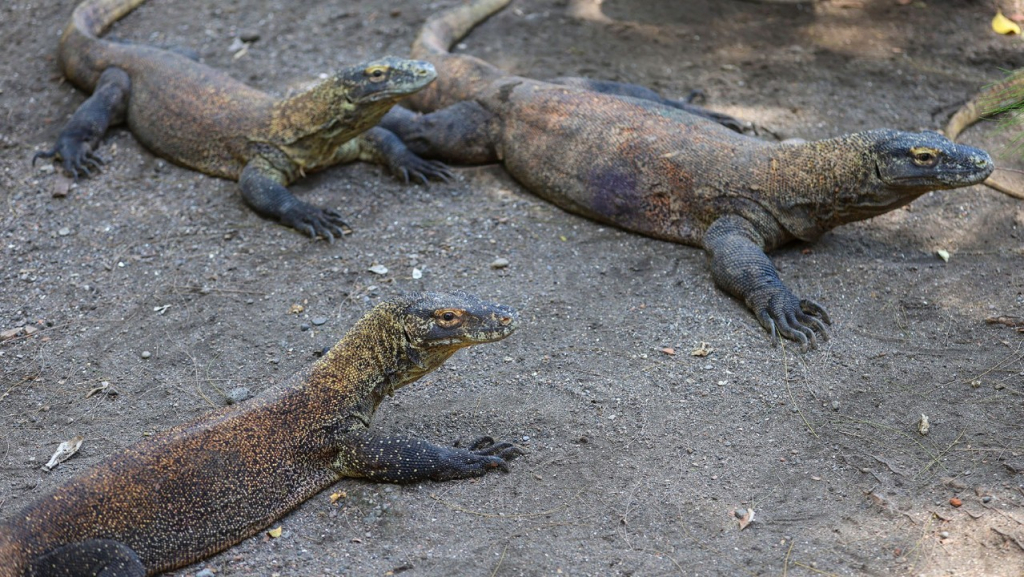 Koleksi Komodo milik Kebun Binatang Surabaya. (Kominfo Surabaya)