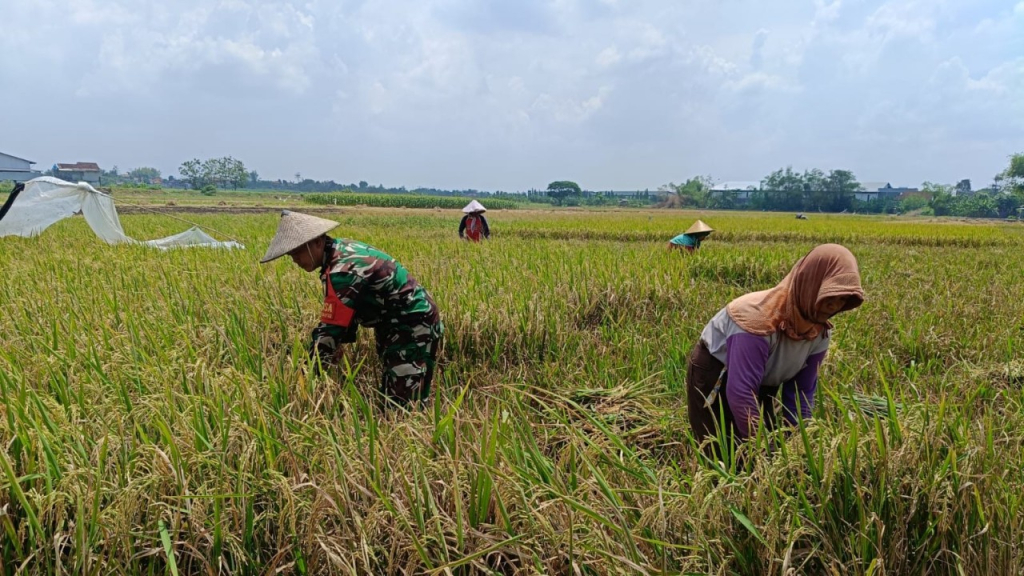 Pendampingan Babinsa Wringinanom Perkuat Semangat Petani Wujudkan Ketahanan Pangan