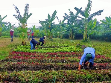Walikota Eri Targetkan Hasil Urban Farming Warga Bisa Penuhi 60 Persen