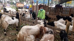 Cek Status Kesehatan Hewan Kurban Lewat SKKH dan Ear Tag Barcode
