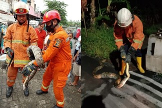 DPKP Cari Dompet Nenek Hilang Hingga Evakuasi Ular Mainan