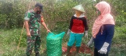 Tingkatkan Perekonomi Warga, Babinsa Desa Bolo Bantu Petani Panen