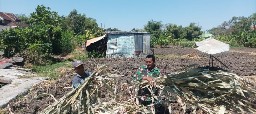 Babinsa Menganti Bantu Petani Panen Jagung Sukseskan Ketahanan Pangan