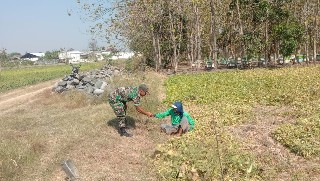 Tingkatkan Hasil Panen Babinsa Serda Hari Berikan Saran Petani