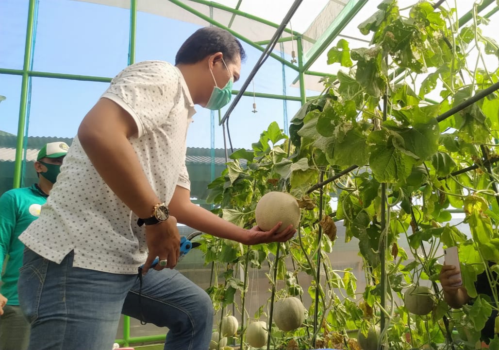 Kepala DKPP Kota Surabaya saat memanen melon.