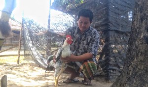 Salah satu Ayam Gaok milik Zahdi. (Bachan)