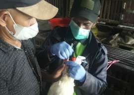 Antisipasi Flu Burung, DKPP Ambil Sampel Unggas di Pasar