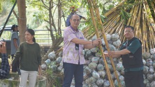 Pemkot Surabaya Tanam 1.000 Pohon Bambu Kuning di Buffer Zone