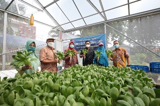 Panen Sayur Hidroponik di Kampung Juara Proklim KLHK