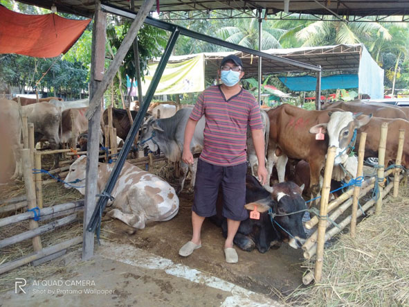 Cipto Waluyo diantara hewan qurban jualannya.