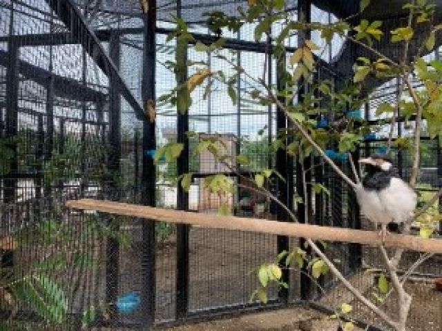 Kini Ada Satwa Burung di Mini Zoo Romokalisari Adventure Land